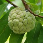 custard apple