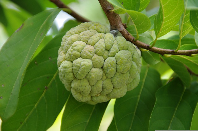 custard apple