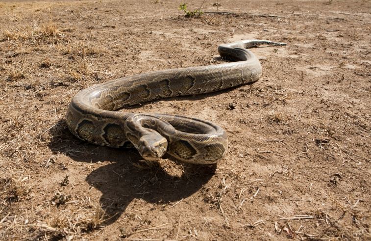 african rock python