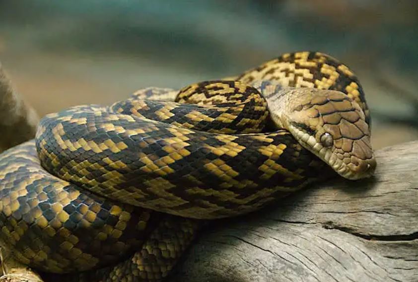 amethystine python