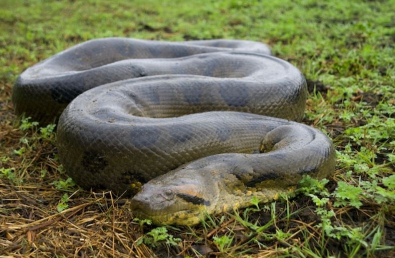 green anaconda