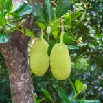 jackfruit