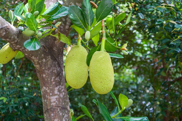 jackfruit