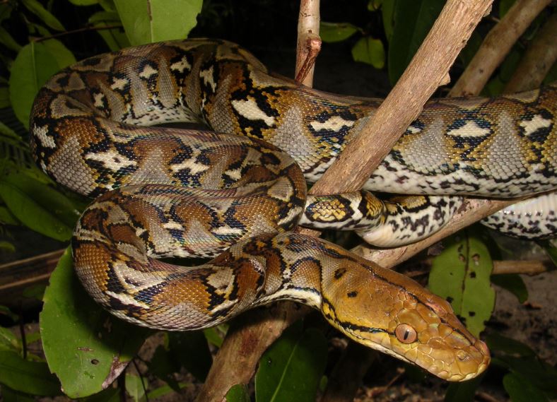 reticulatus